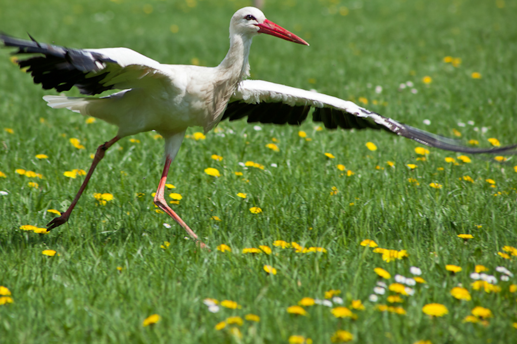 2013 05 05 7435 Josef Schafnitzel